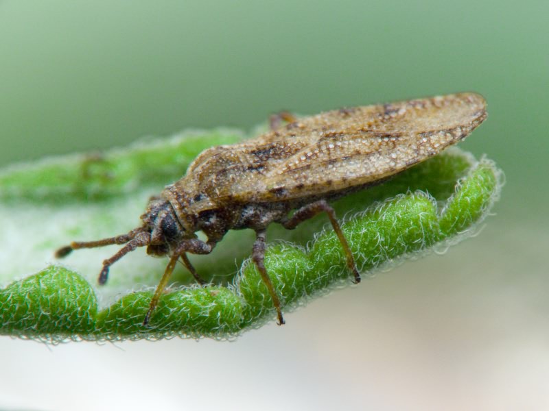 Tingis (Tropidocheila) maculata (Herrich-Schäffer, 1838)